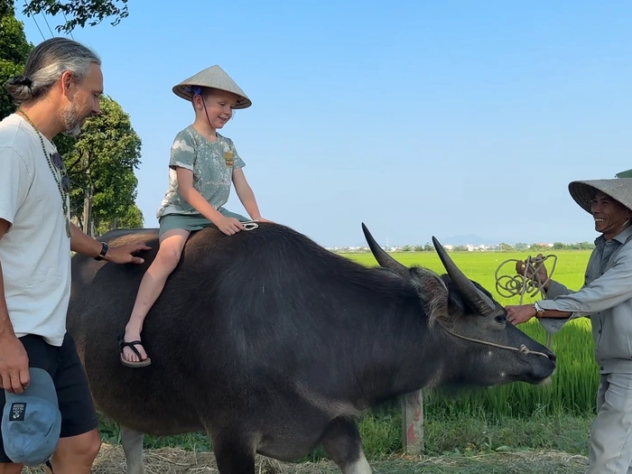 Tourists Ride Buffaloes In The Fields Of Hoi An